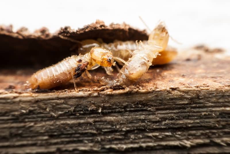 5 Myths about Termite Infestations Debunked