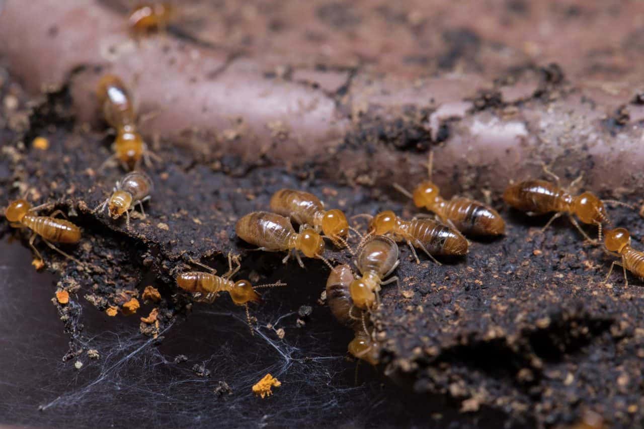 Unmasking the Truth: Termites Pose Real Risks, No Exaggerations