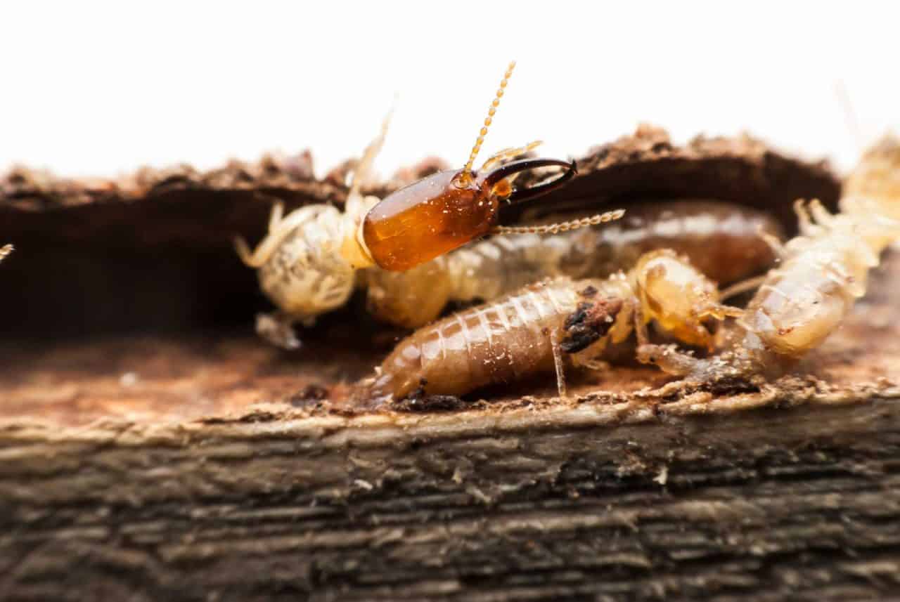 All Termites Are NOT the Same