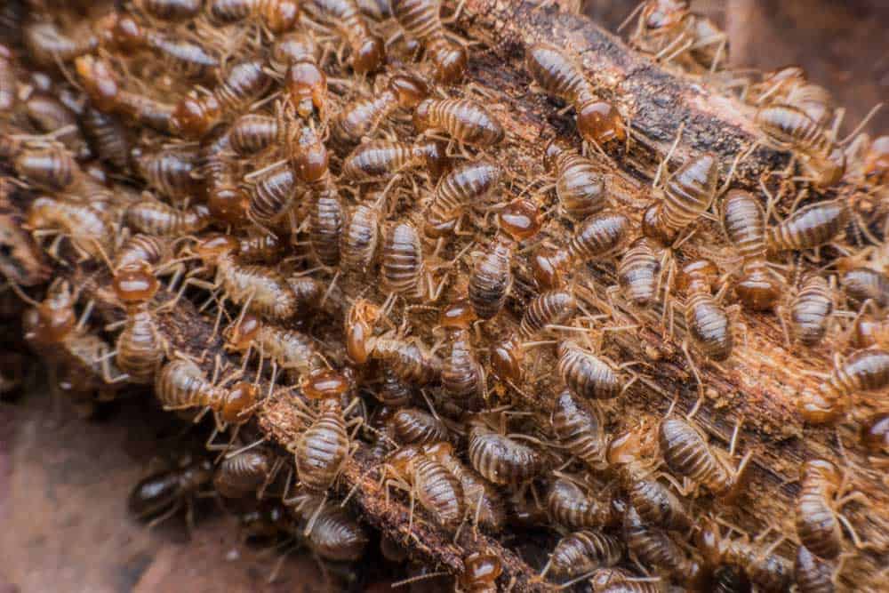 How Effective Is Eco-Friendly Termite Control?