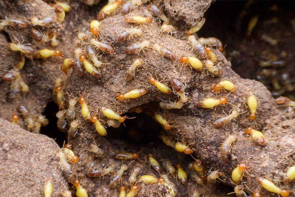 Termites Are a Major Problem in San Diego