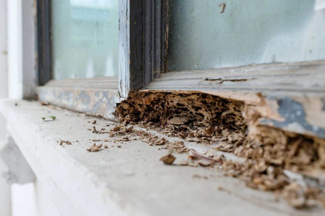 Termites Are a Health Hazard