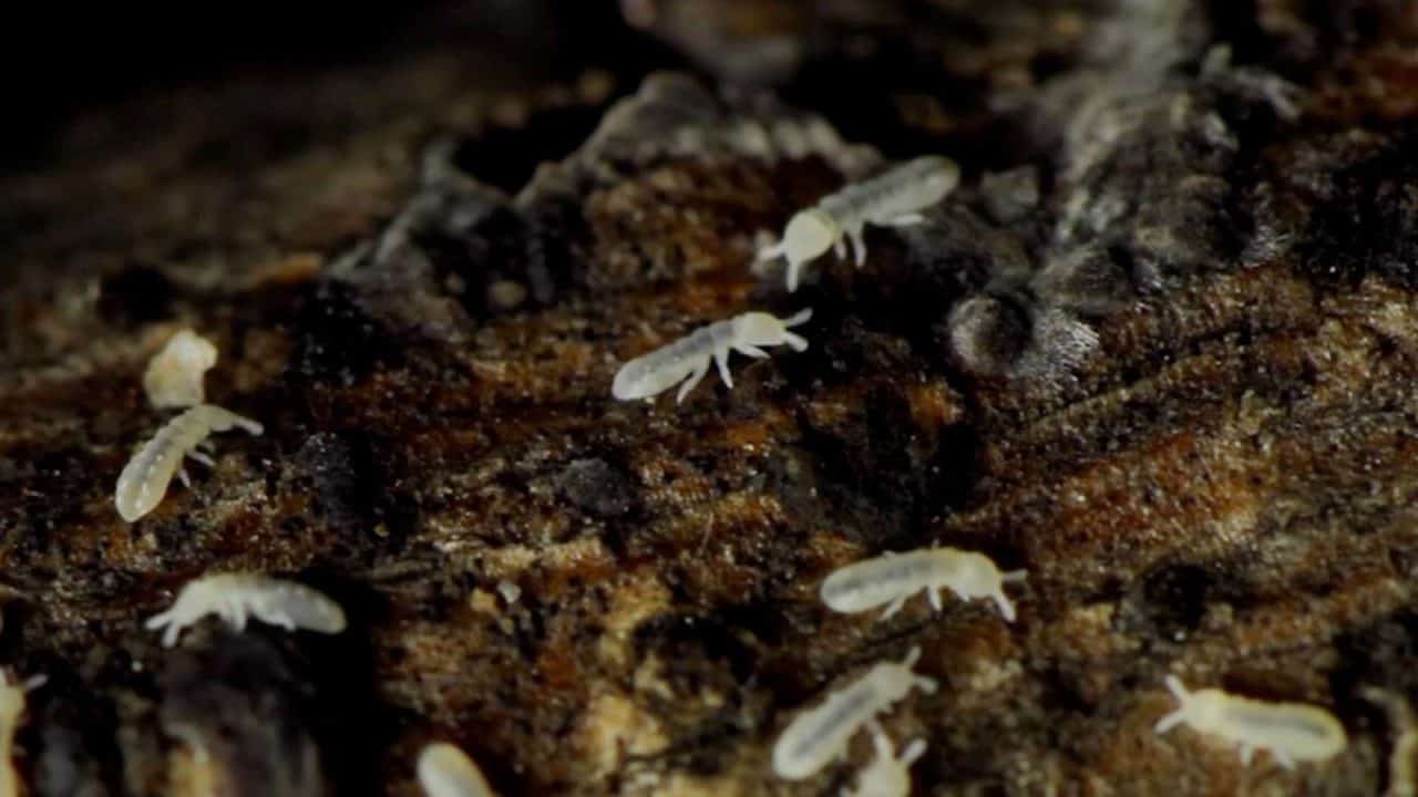 Termites Can Bring Down a House