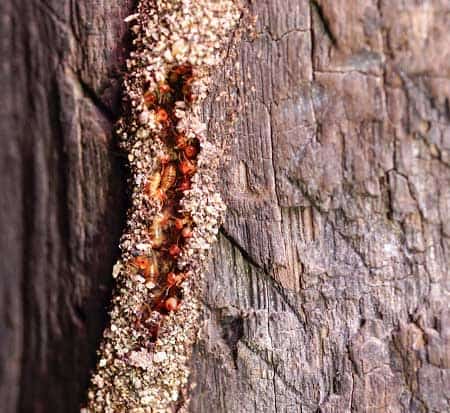 Termite Damage – First-Hand Accounts