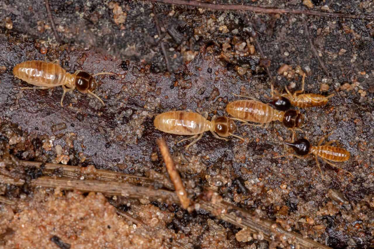 Termite Prevention Treatment in San Diego | Hi-Tech Termite Control Inc