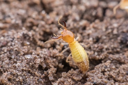 Preparing for Termite Fumigation