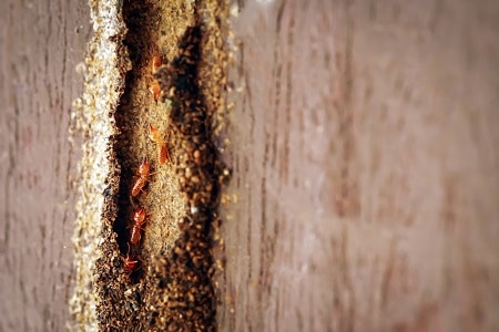 Termite Problems in Southern California