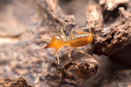 Potential Termites Threat to Concrete Structures | Termites & Their ...