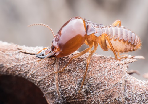 Termite Prevention Treatment