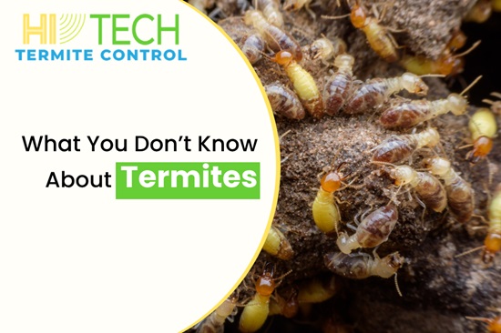 Soil Treatment for Termites