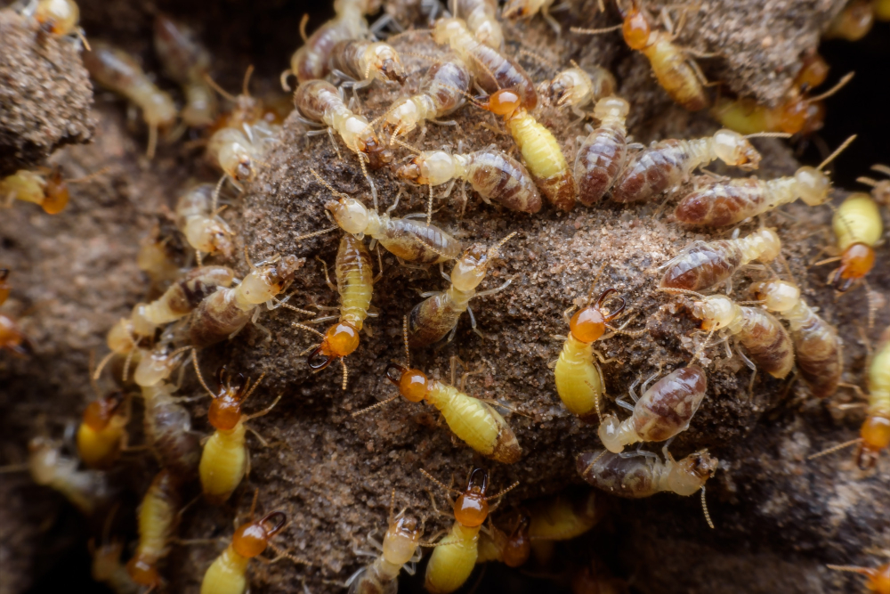 Does California Have a Termite Season? | Drywood Termites Treatment ...