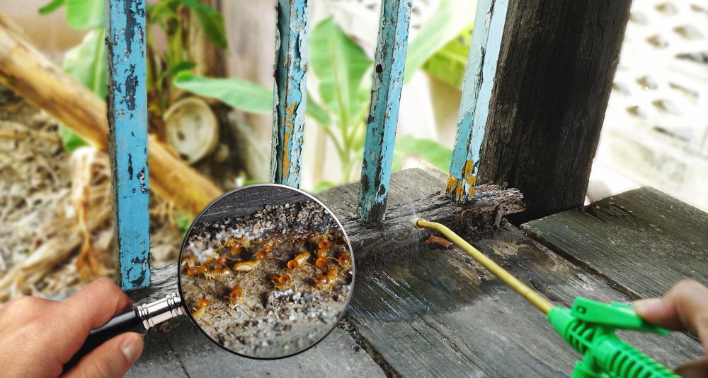 How Fast Can Termites Damage a House?