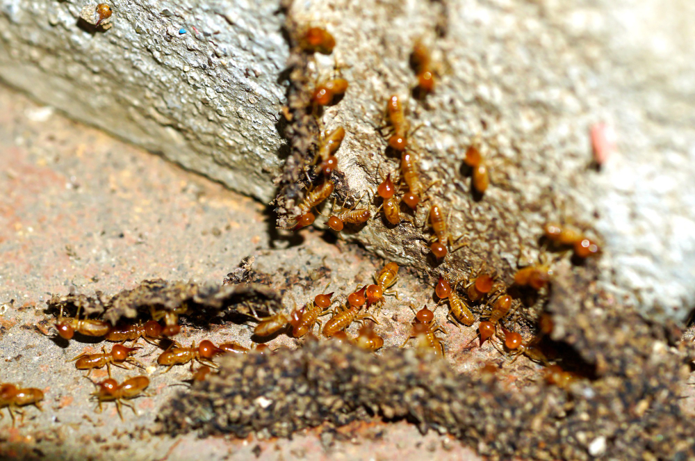 A professional termite inspector examining a home's crawlspace for signs of infestation during an escrow termite inspection.