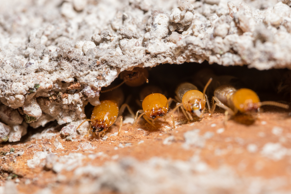 Myths About Termite Baiting Systems