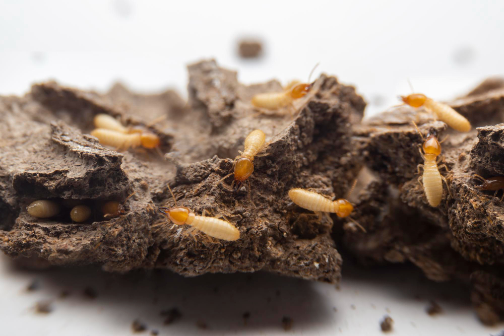 What Are Termites? 