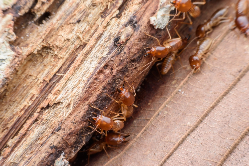 Hidden Structural Damage from Termites