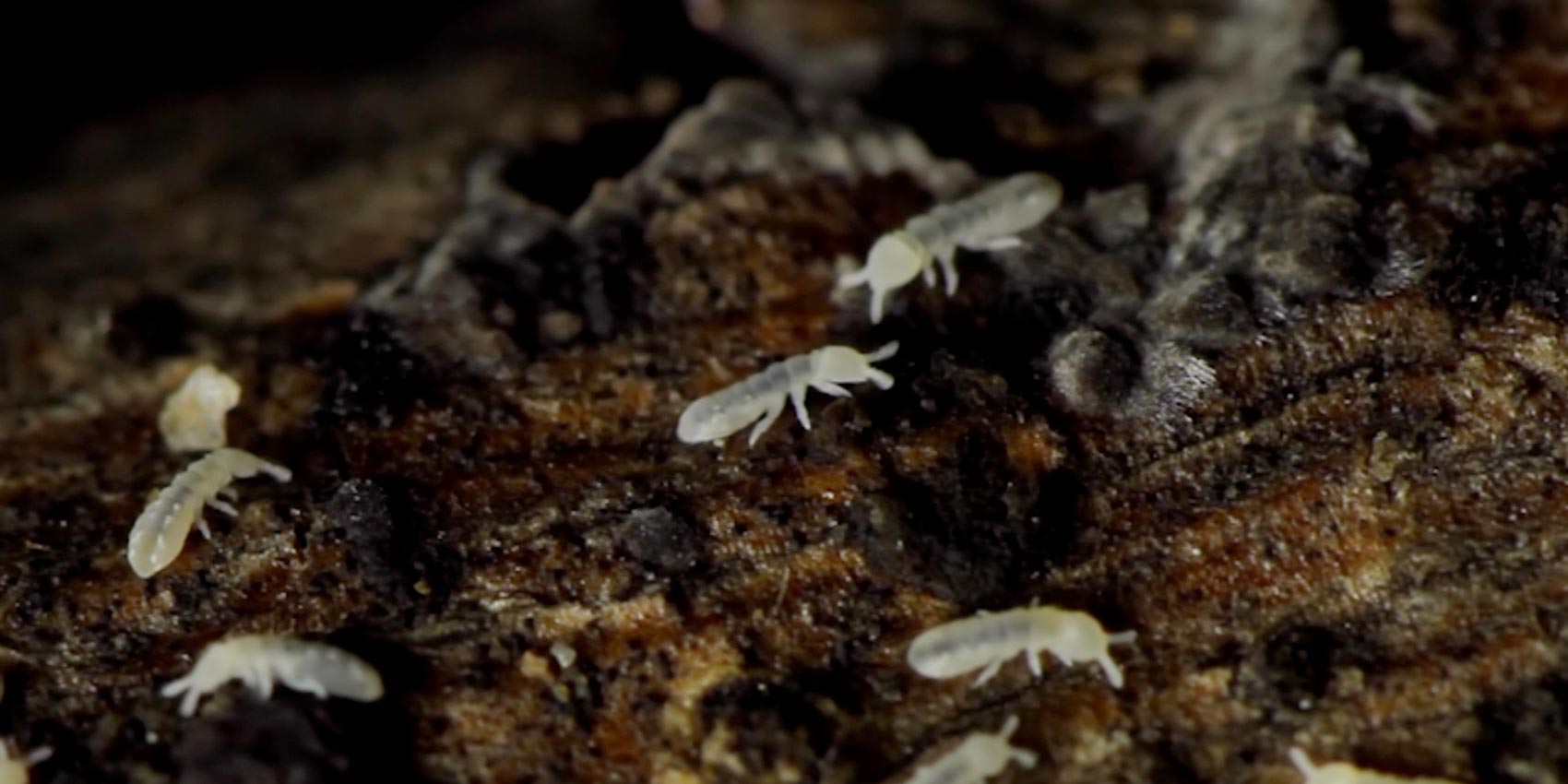 Subterranean Termite Treatment | Hi-Tech Termite Control 1-800-291-3019