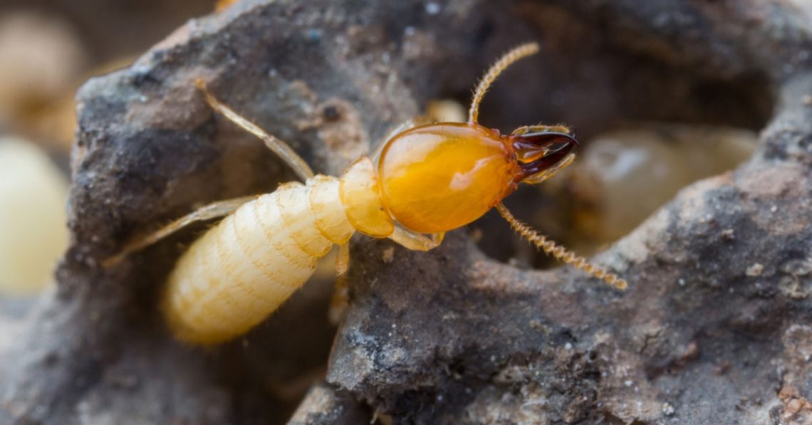 What Are Termites? | Termite Information | Hi-Tech Termite Control